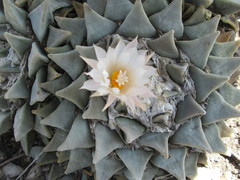 Ariocarpus retusus retusus