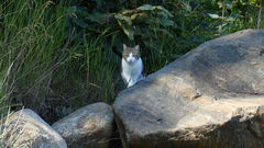 Felis catus