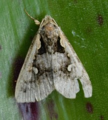 Arsina trigonospila