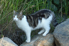 Felis catus
