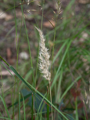 Rytidosperma longifolium