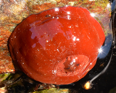 Actinia equina