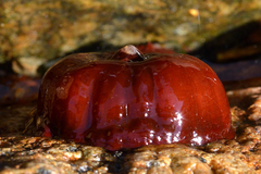 Actinia equina