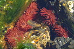 Actinia equina