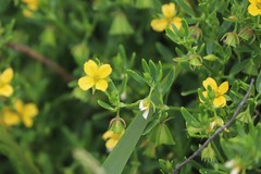 Roepera billardierei