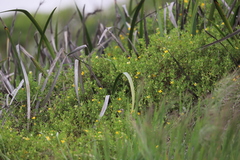 Roepera billardierei