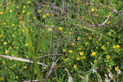 Roepera billardierei