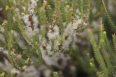 Melaleuca brevifolia