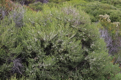 Melaleuca brevifolia