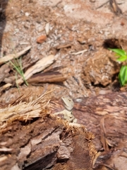 Diporiphora bilineata