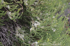 Melaleuca brevifolia