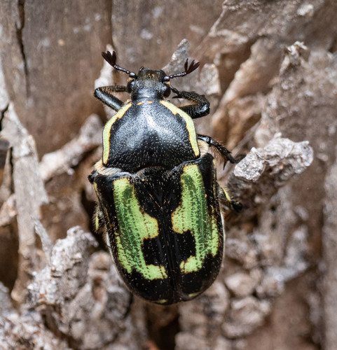 Chlorobapta bestii