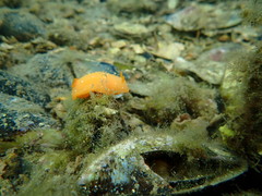 Doriopsilla peculiaris