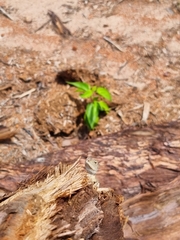 Diporiphora bilineata