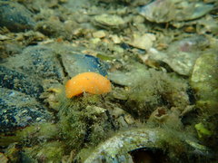 Doriopsilla peculiaris