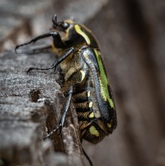Chlorobapta bestii