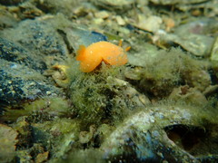 Doriopsilla peculiaris