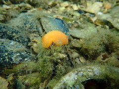 Doriopsilla peculiaris