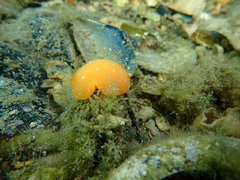 Doriopsilla peculiaris