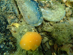 Doriopsilla peculiaris