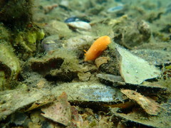 Doriopsilla peculiaris