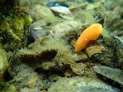 Doriopsilla peculiaris