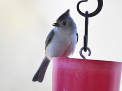 Baeolophus bicolor × atricristatus