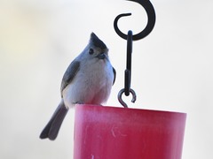 Baeolophus bicolor × atricristatus