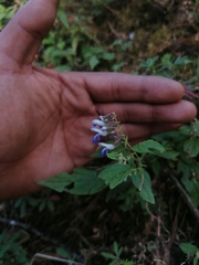 Salvia plurispicata
