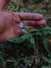 Salvia plurispicata