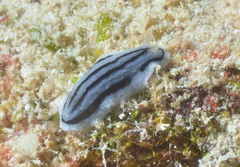 Phyllidiopsis xishaensis