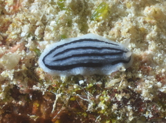 Phyllidiopsis xishaensis