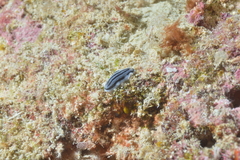 Phyllidiopsis xishaensis