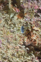 Phyllidiopsis xishaensis