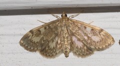 Anania coronata