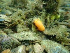 Doriopsilla peculiaris