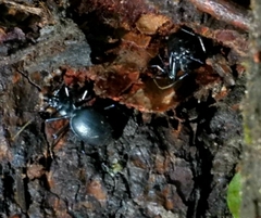 Scaphinotus cristatus