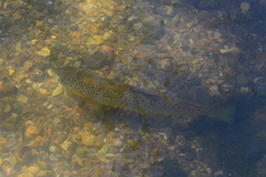 Salmo trutta fario