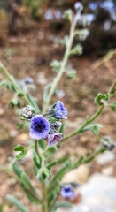 Cynoglossum henricksonii