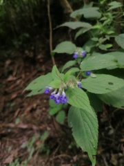 Salvia plurispicata