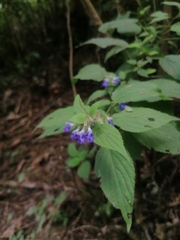 Salvia plurispicata