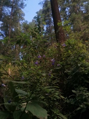 Salvia plurispicata