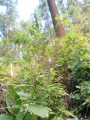 Salvia plurispicata