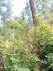 Salvia plurispicata