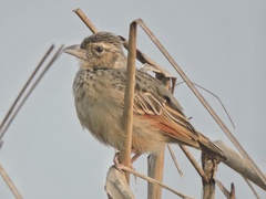 Mirafra assamica