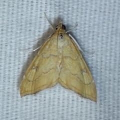 Scybalistodes vermiculalis