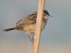 Cisticola juncidis