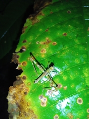 Eumastax