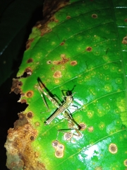 Eumastax