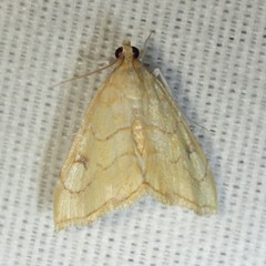 Scybalistodes vermiculalis